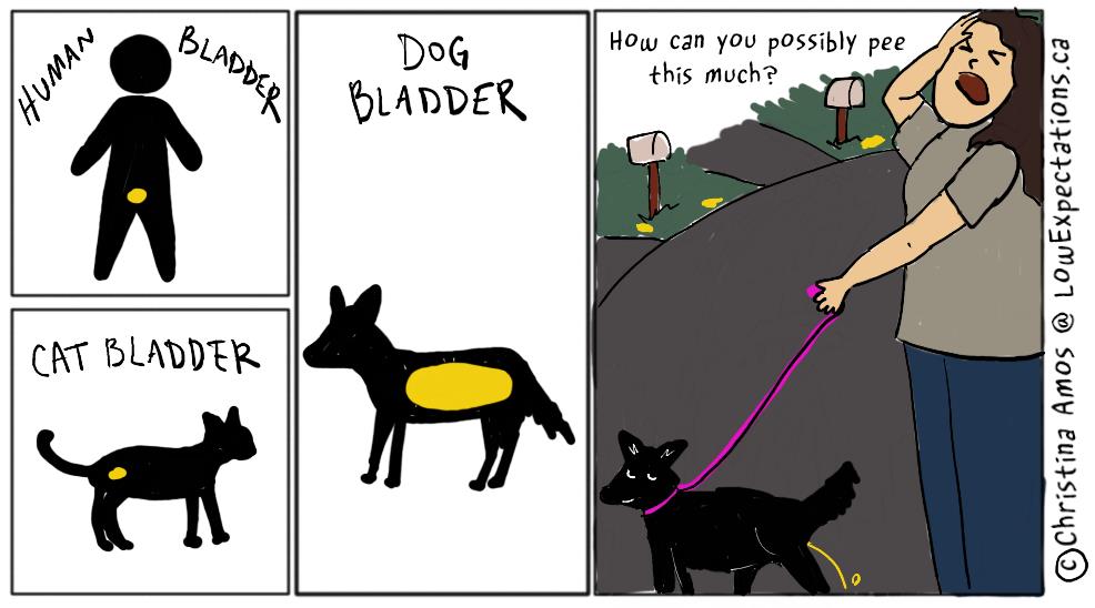 bladder human cat dog neighborhood pee
